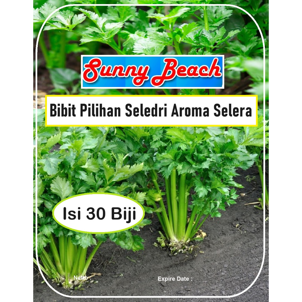 Bibit Pilihan Seledri Aroma Selera | Biji Benih Seledri Aroma Selera