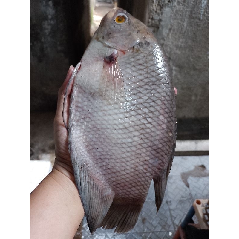 

ikan gurame 1pcs