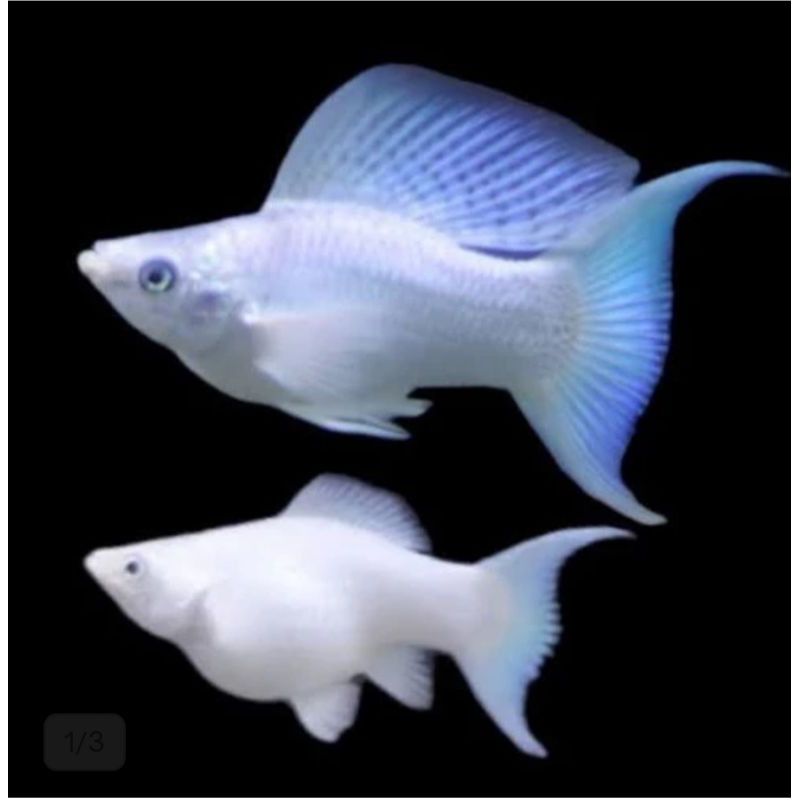 Ikan hias Molly platinum
