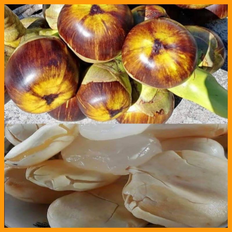 

BUAH LONTAR/SIWALAN BANYAK MANFAAAT ISI 9