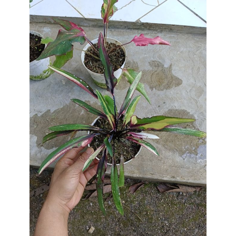 Caladium bamboo varigata