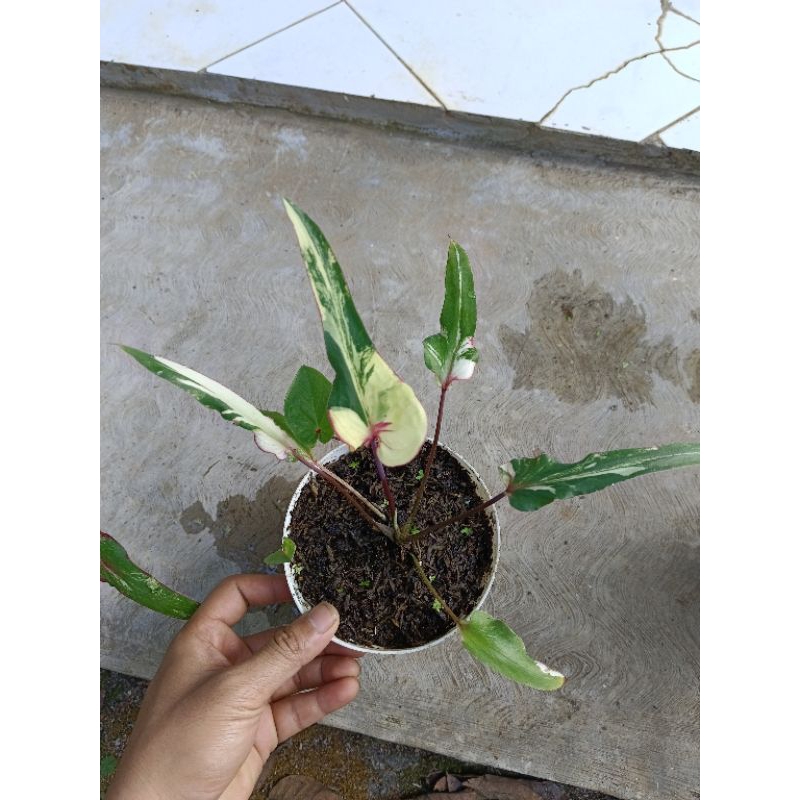 Caladium bamboo varigata