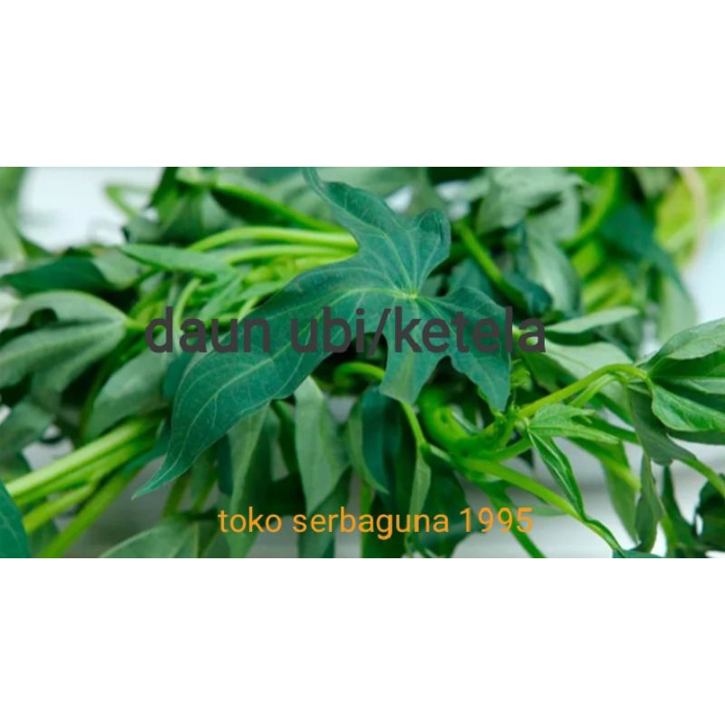 

daun ubi atau ketela