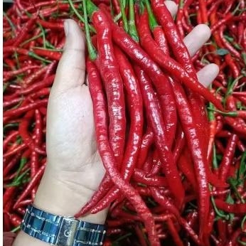 

Cabai keriting/Cabai Merah/Cabai merah keriting