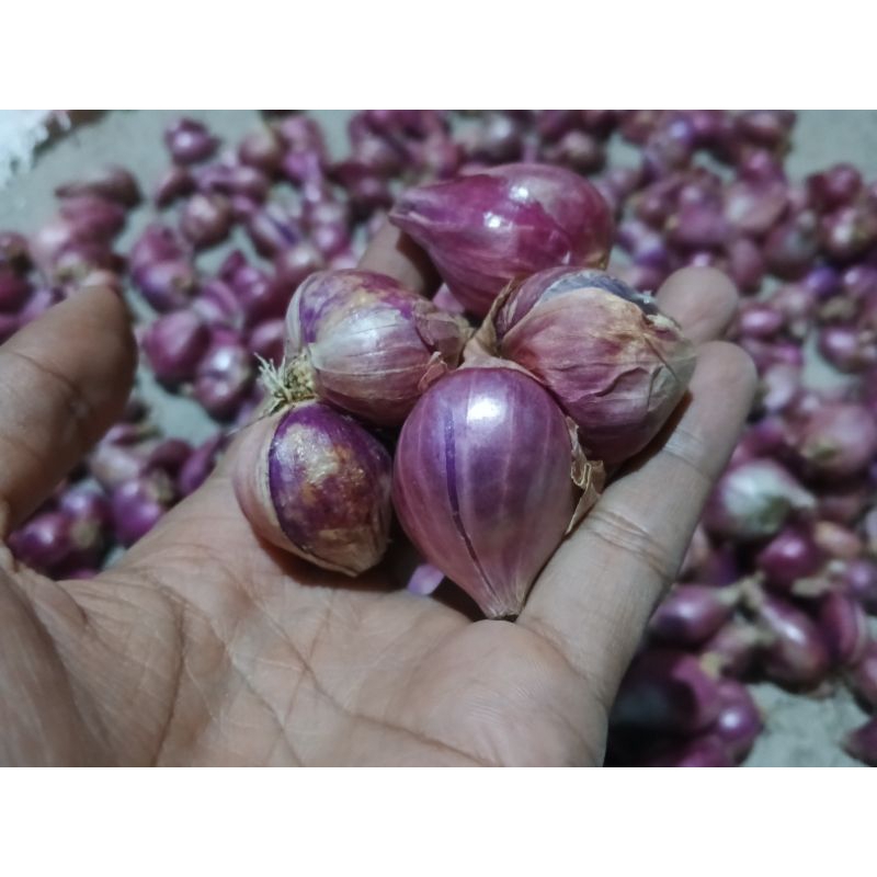 

Bawang Merah Kering Fresh 1Kg Tahan Busuk