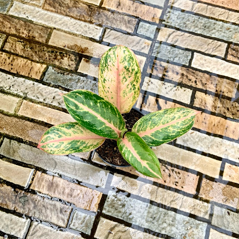 Aglaonema Golden baby