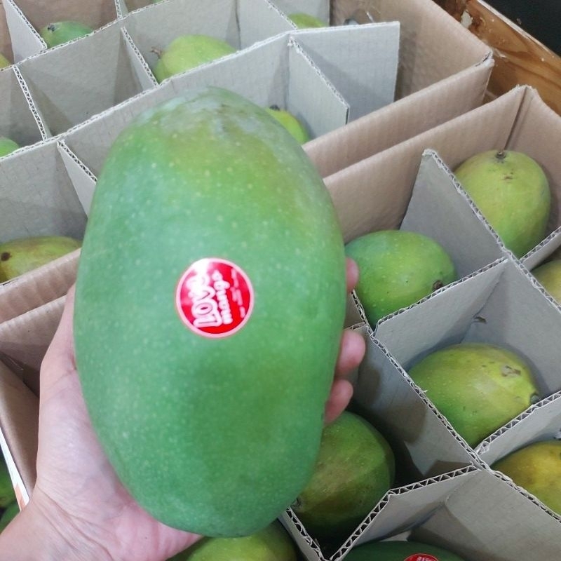 

Mangga Alpukat Super