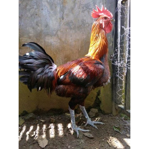 TELUR AYAM PELUNG UNTUK DI TETASKAN