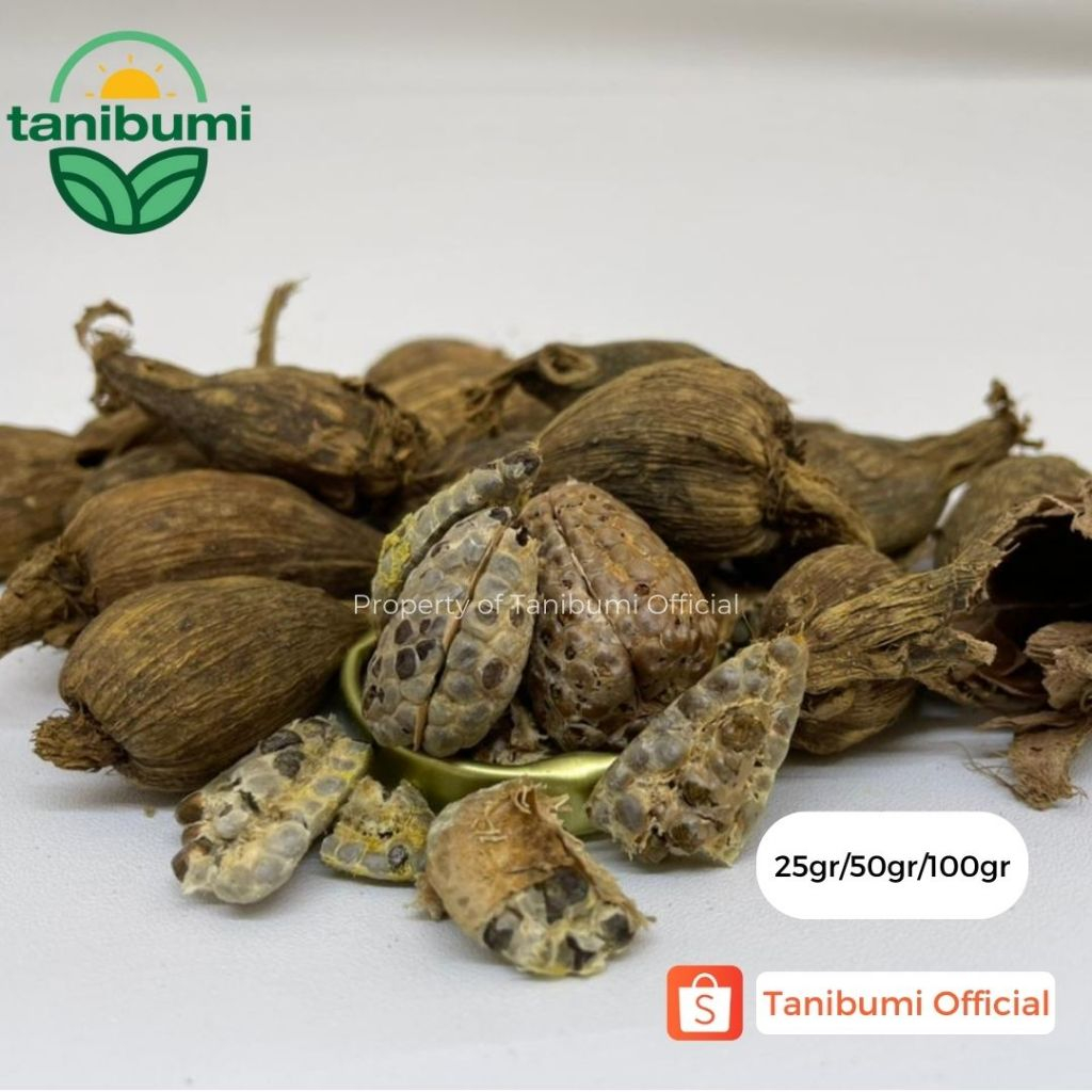 

25g / 50g / 100g | Kapulaga Hitam Premium Super | Black Cardamom Impor