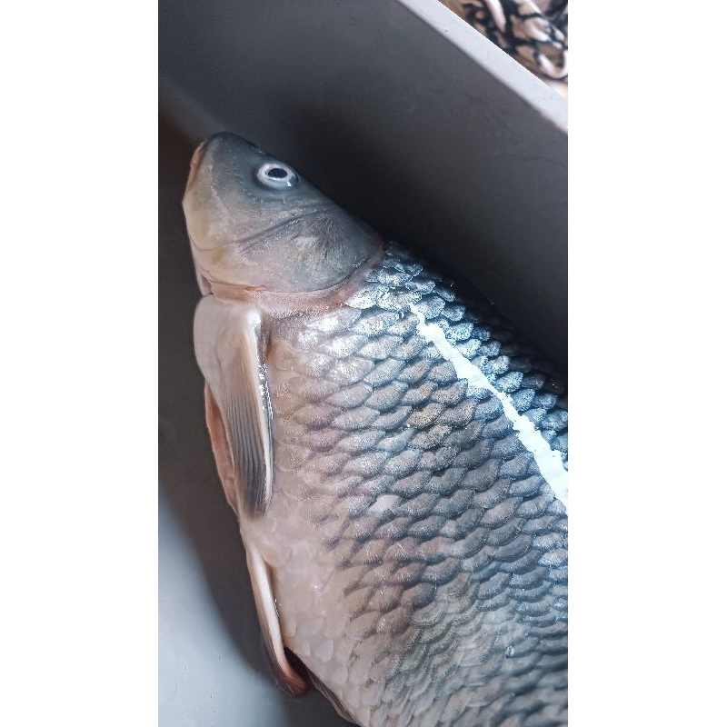 

[SUDAH DISIANG] Ikan Mas Segar Sudah Bersih Siap Masak Lauk Pontianak