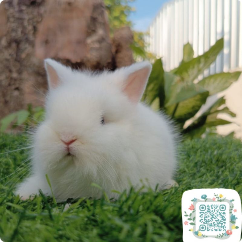 Kelinci Lion Head Mata Biru