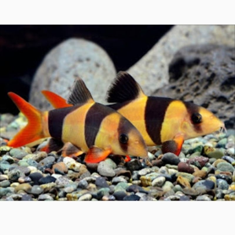 ikan hias botia badut