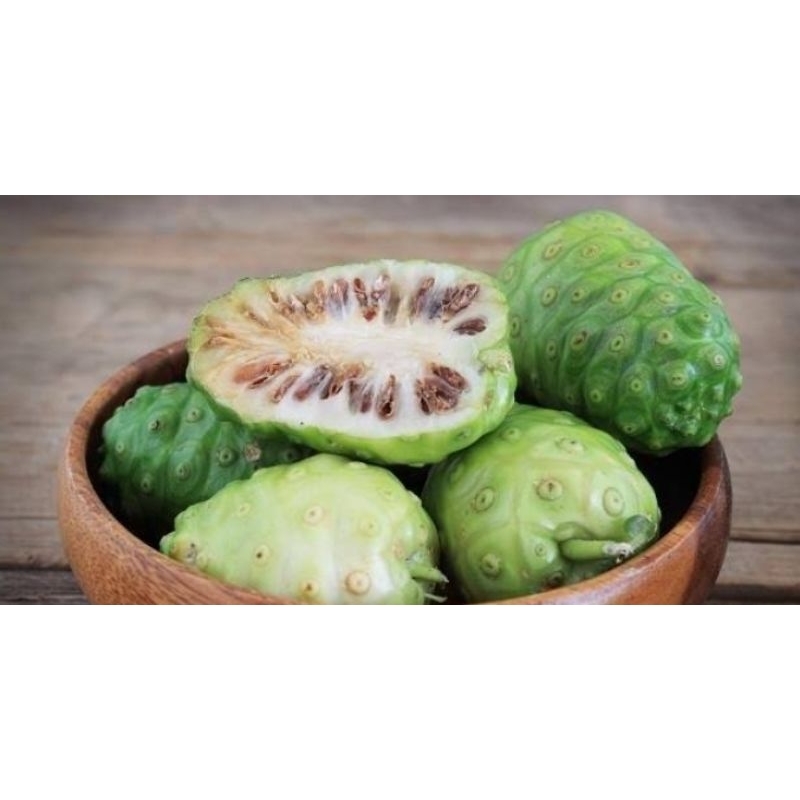 

Buah mengkudu segar bermanfaat