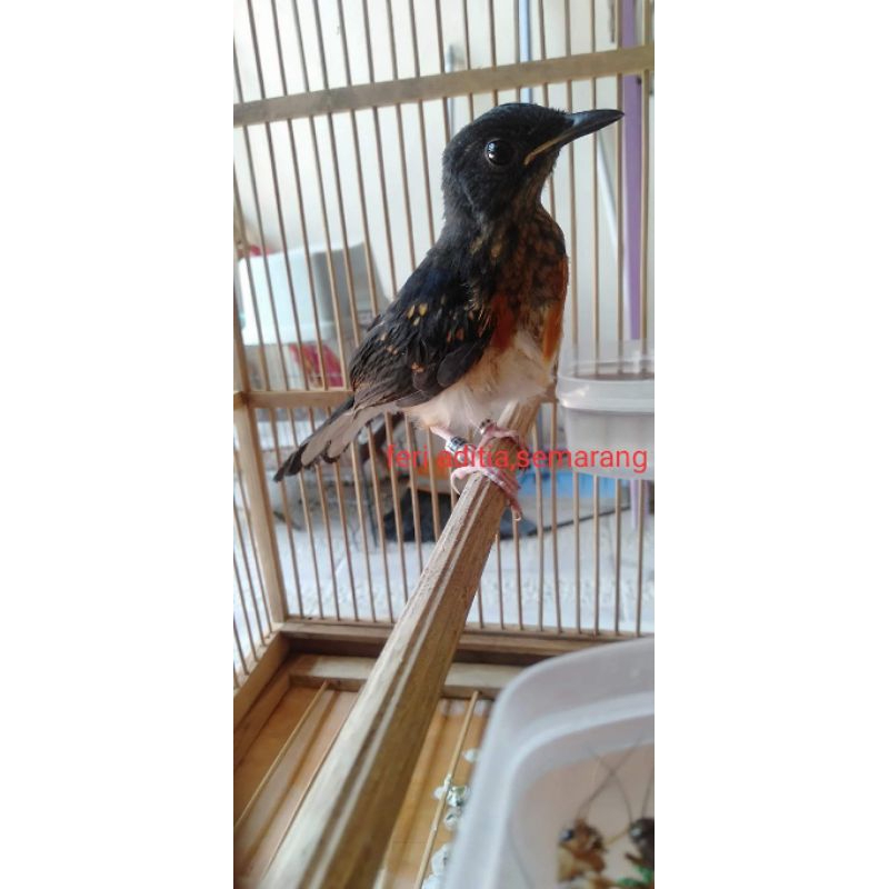 trotolan ring APBN BNR