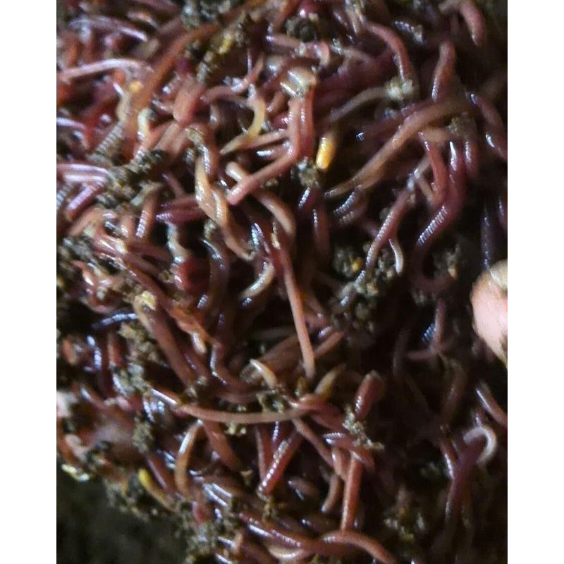 new CACING TANAH ANC - PAKAN IKAN PREDATOR / PAKAN CHANA