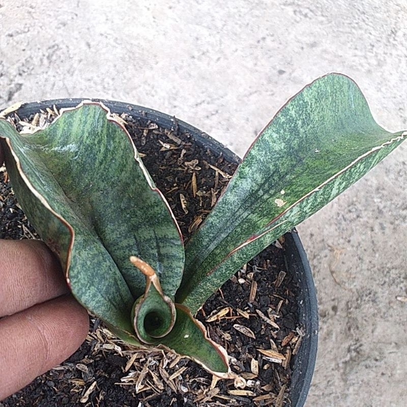 Sansiviera Sinus zimbabwe