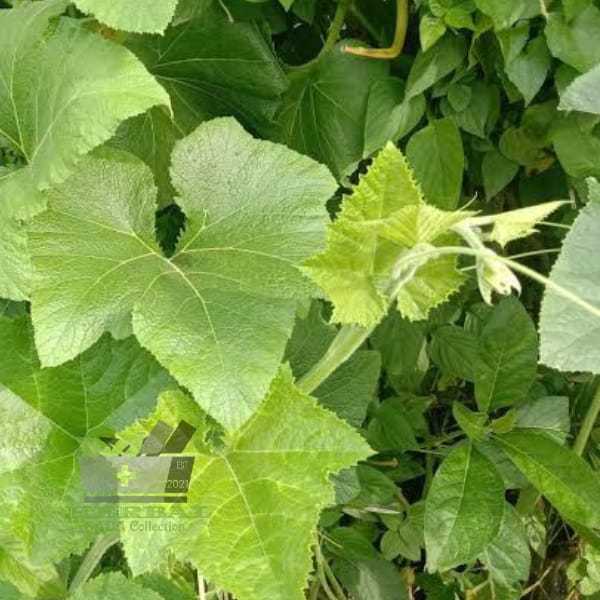 

Daun Labu Kuning Segar Lalapan Dan Juga Herbal 500 gram