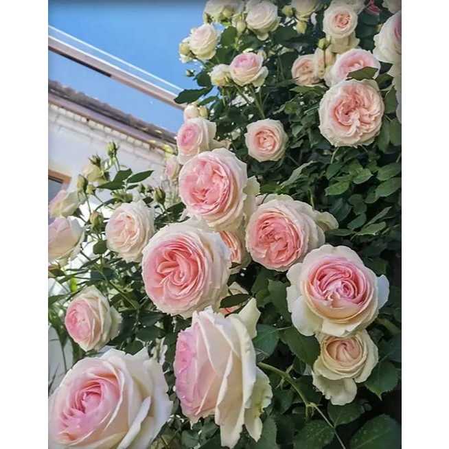 

DIY Diamond Painting Full Drill 30x40CM / Lukisan Kristik Best Seller