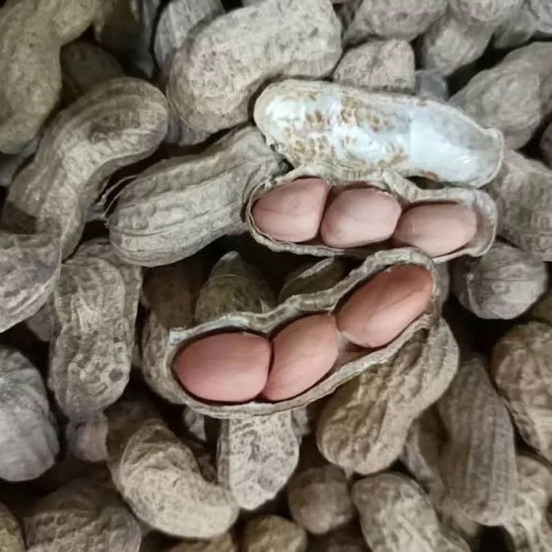 

kacang oven / kacang tanah kemasan standar