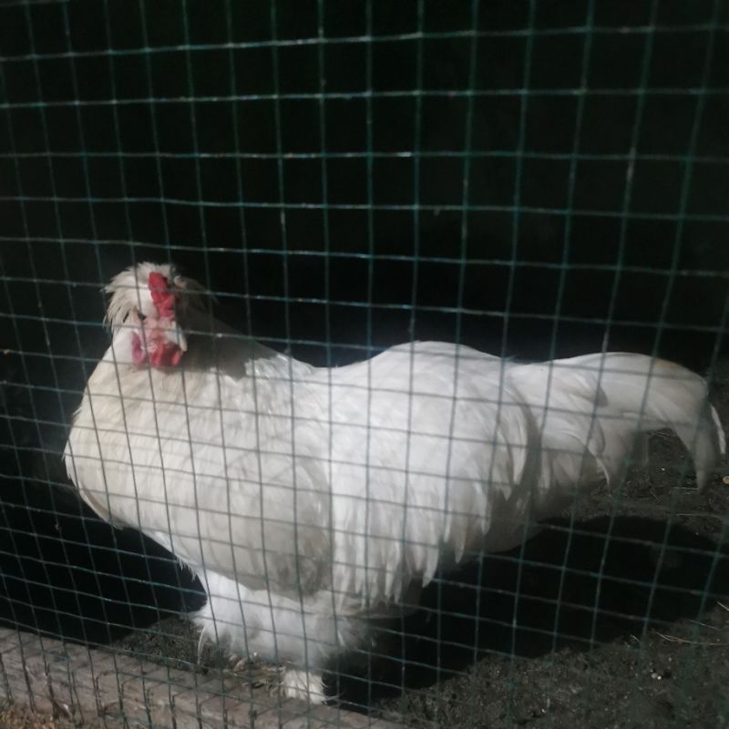 ayam brahma x american silkie usia 8 bulan lebih