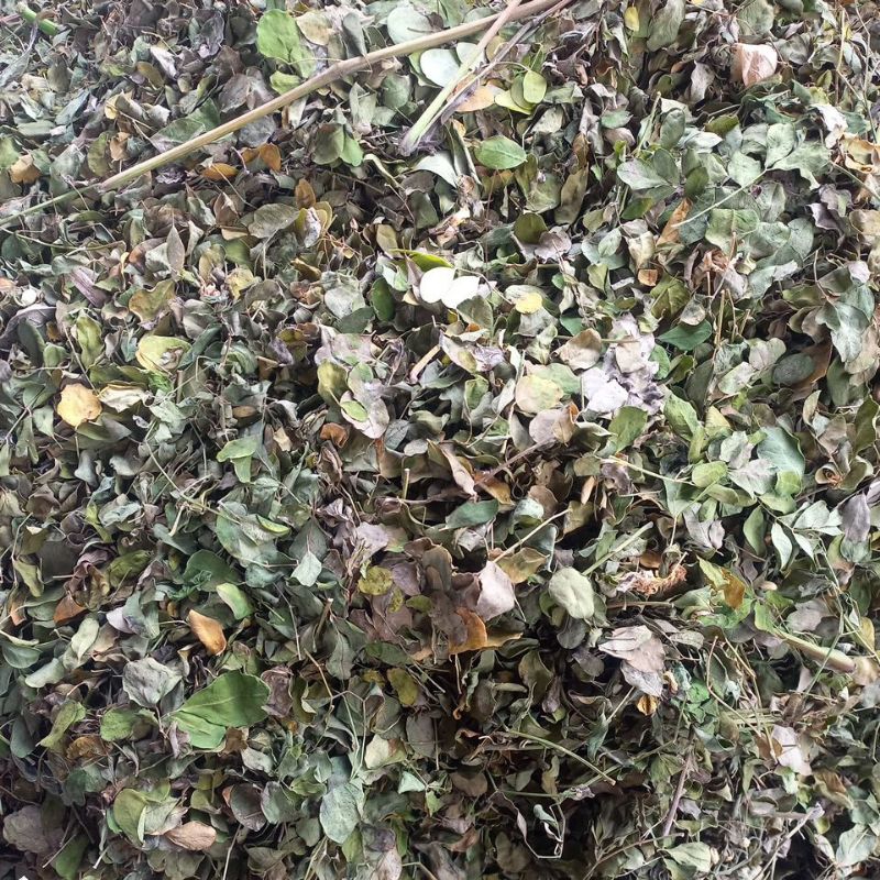 

daun kelor kering 100% ASLI