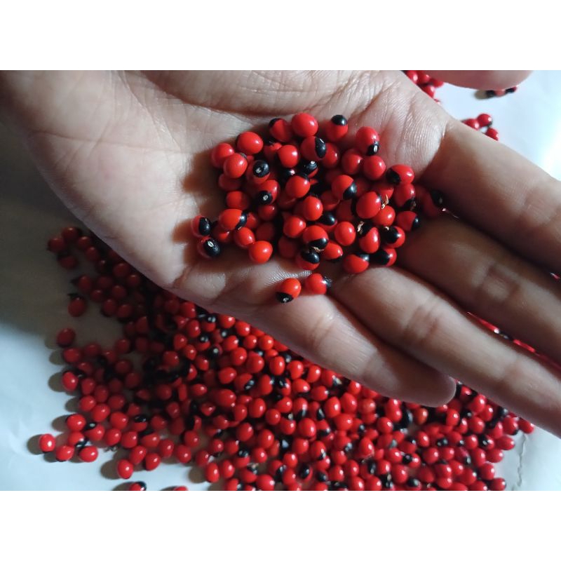 BIJI SAGA MERAH HITAM 10 BIJI/50 BIJI/100 BIJI