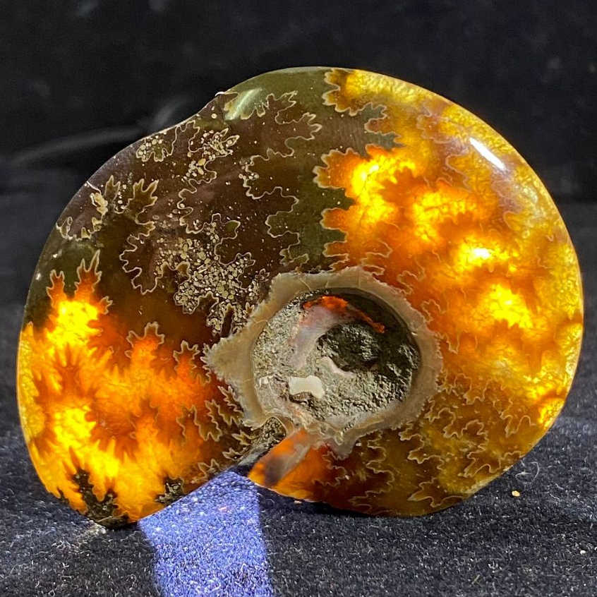 NATURAL Fosil Sutured Ammonite - aMMONITE Gems Collection