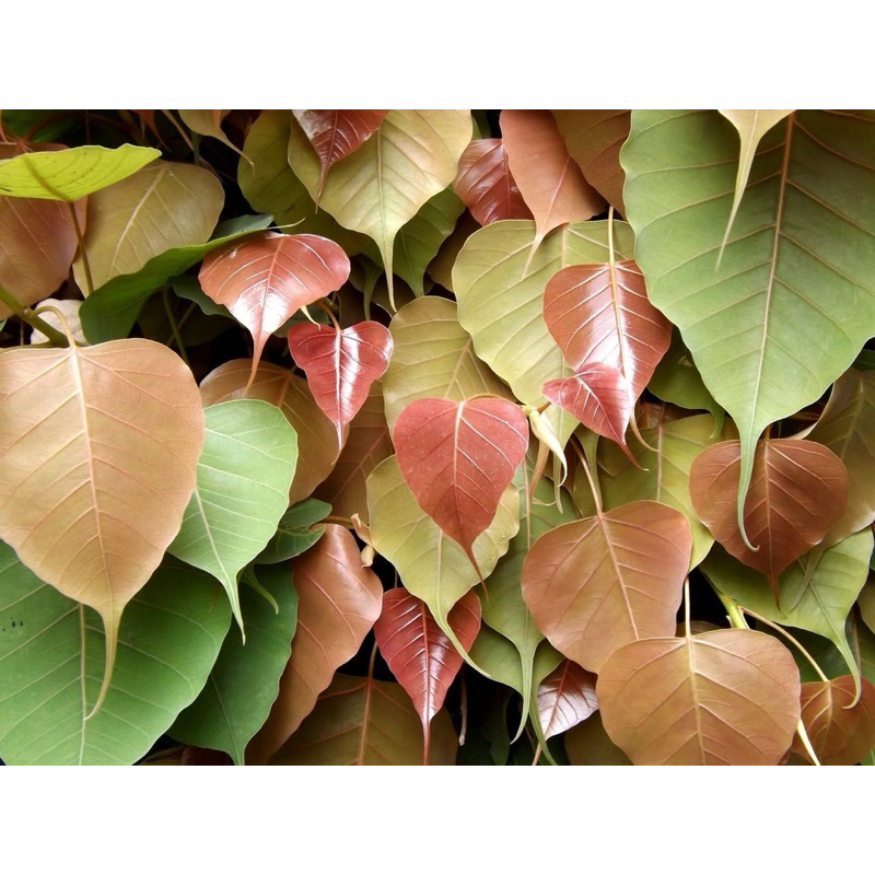 Pohon bodhi, Ficus religiosa