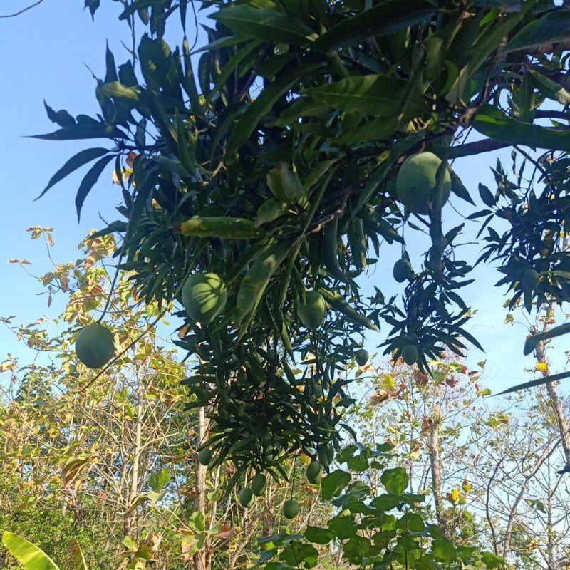 

mangga muda tidak asem ,mangga jawa