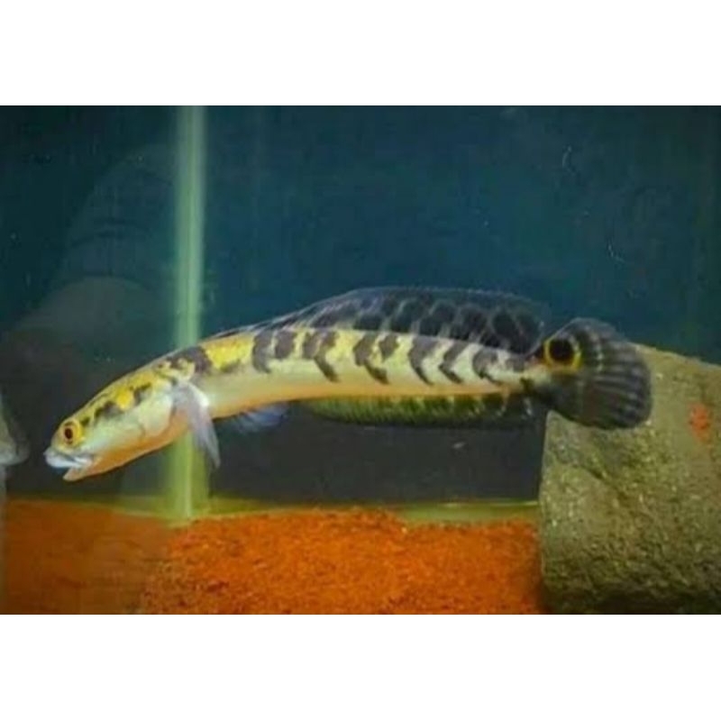 yellow sentarum batik