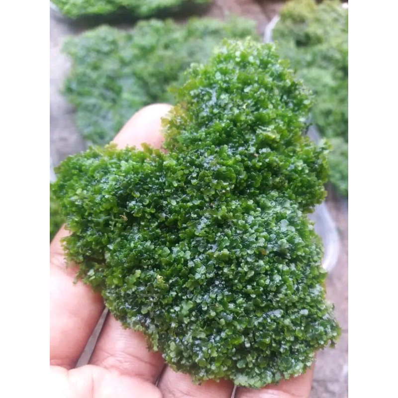 ricardia mos tanaman aquasce