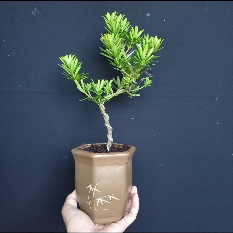 Bonsai Lohansung cincuan ori