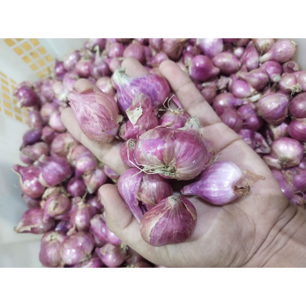 

bawang merah / brambang 1kg harga termurah