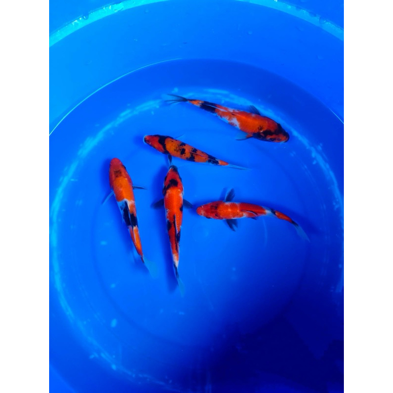 KOI SHOWA 3 EKOR SUPER CANTIK GRADE A BLITAR