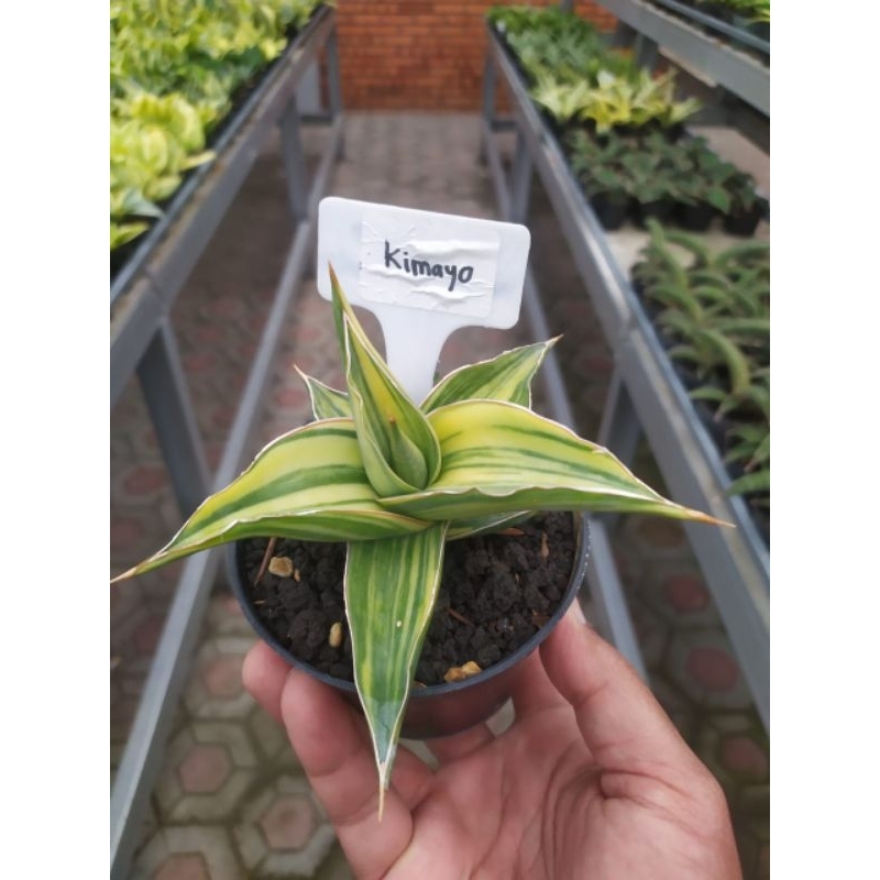 sansevieria kimayo variegata KAKTUS SUKULEN TANAMAN HIAS