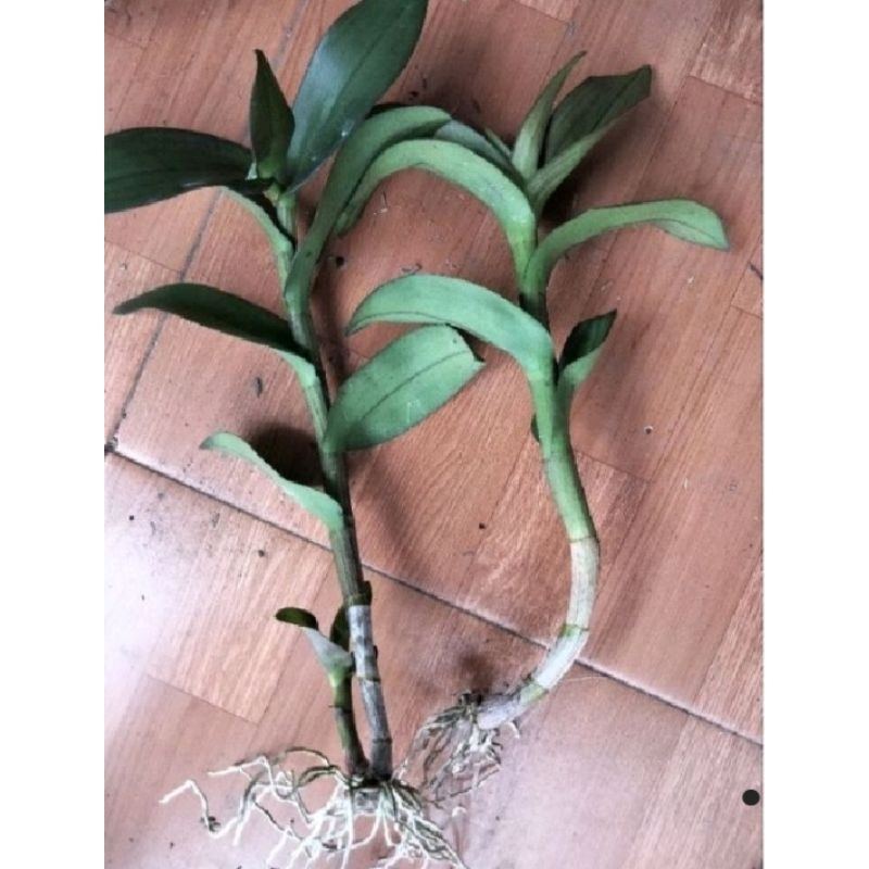 Keiki Anggrek Dendrobium