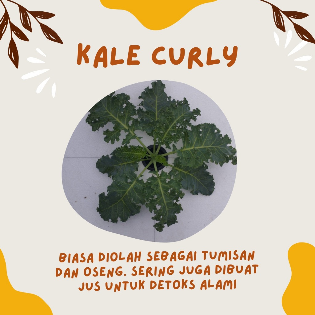 

KALE CURLY (Hydroponic)