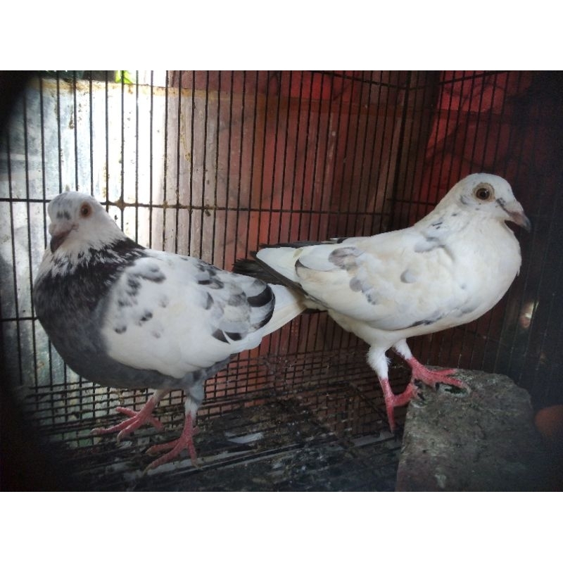 merpati pos sepasang mulus