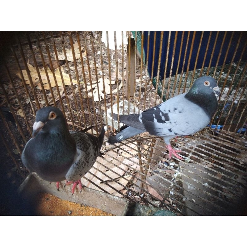 merpati pos indukan sepasang mulus, foto belakang Ging Ging dan JS terjual