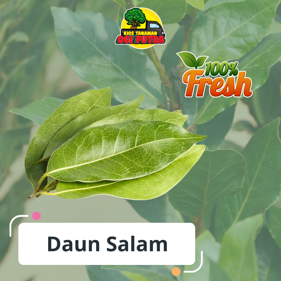 

Daun salam segar untuk tambahan bumbu masakan
