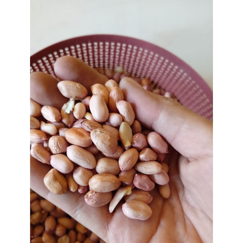

KACANG TANAH PUTIH 1KG
