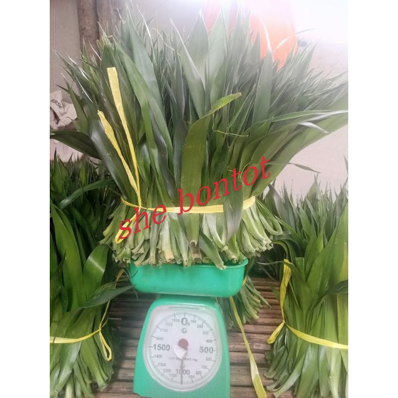 

daun suji segar 1 kg diambil pas ada orderan masuk