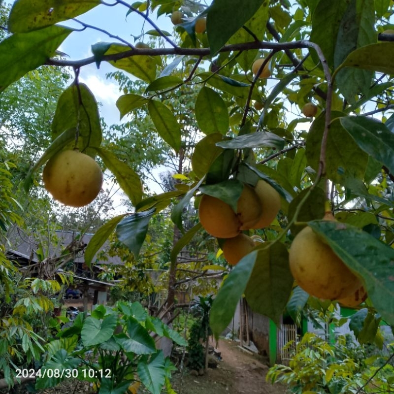 

buah pala segar baru petik 1kg