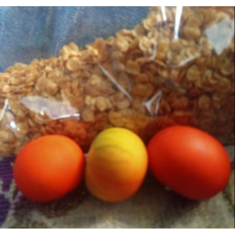 

biji terong Banten di sebut terong hutan atow di sebut terong esrot