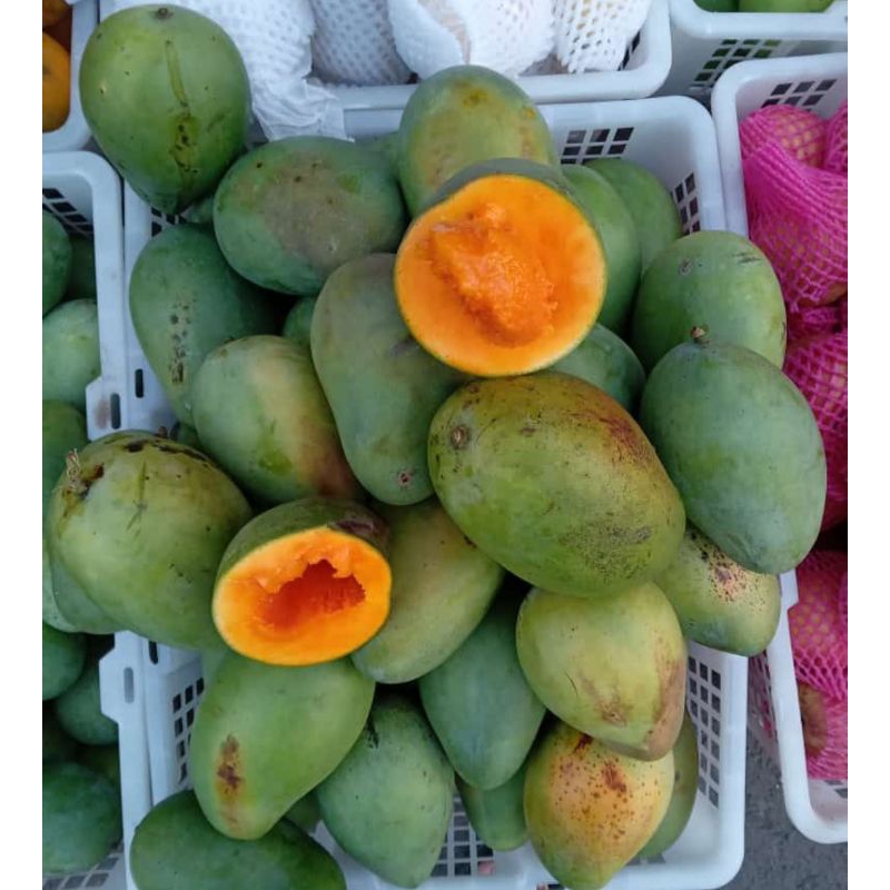 

Mangga Clonal Super Mangga Alpukat Mangga Manis Bangil Pasuruan Jawa Timur per kg