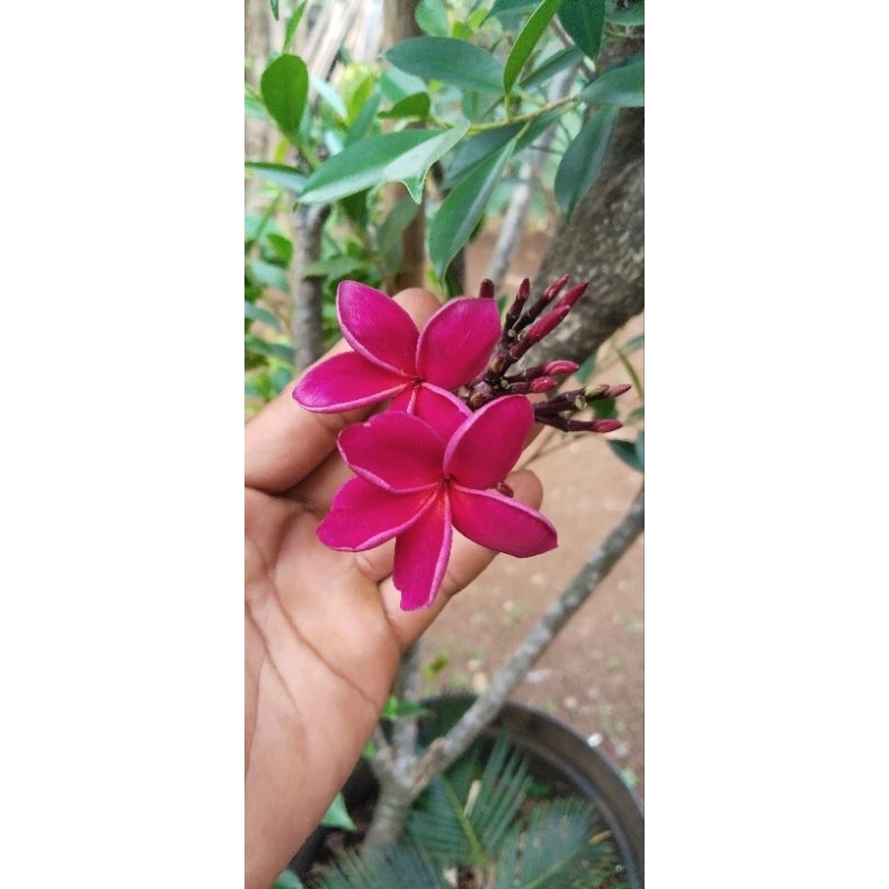 pohon Kamboja merah, tinggi 4 meter