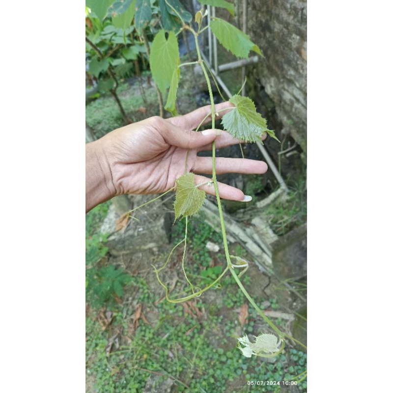 Bibit Anggur Rootstock Import KOBER 5BB SO4 RAMSEY COUDERC 1613 IAC 572 JAMINAN VALID