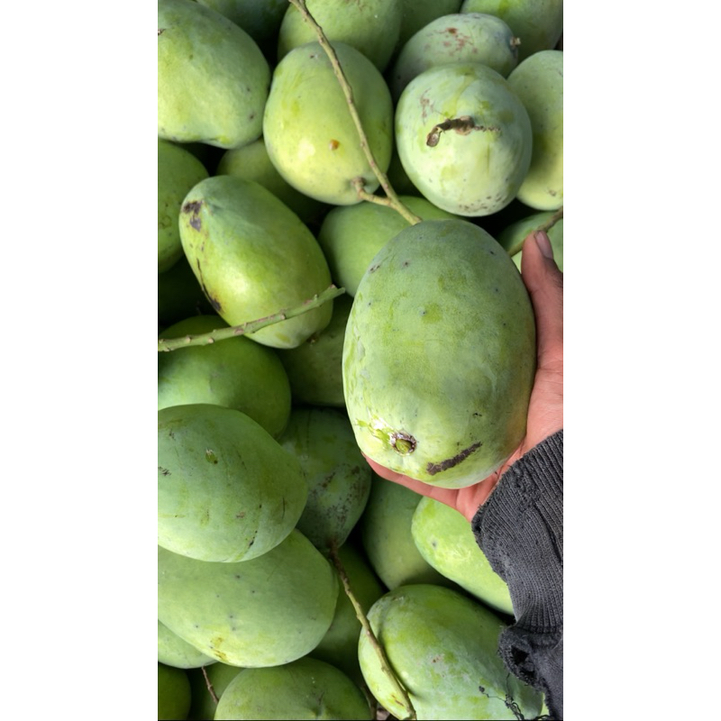 

Mangga Indramayu super