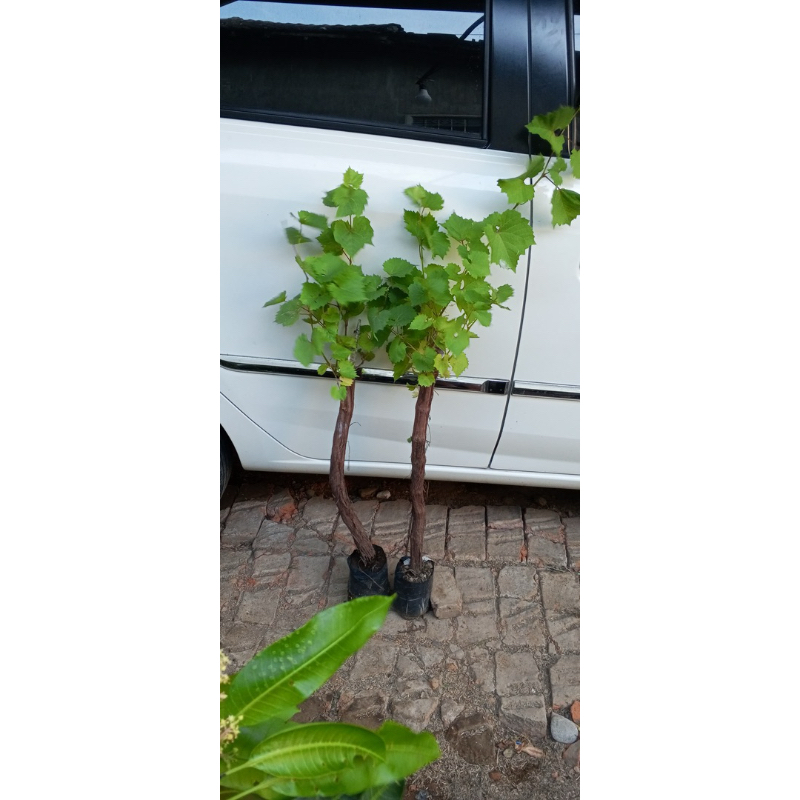 Bibit anggur batang besar redmaster