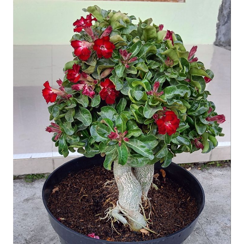 Adenium DHA . Multipetal / Bunga Tumpuk